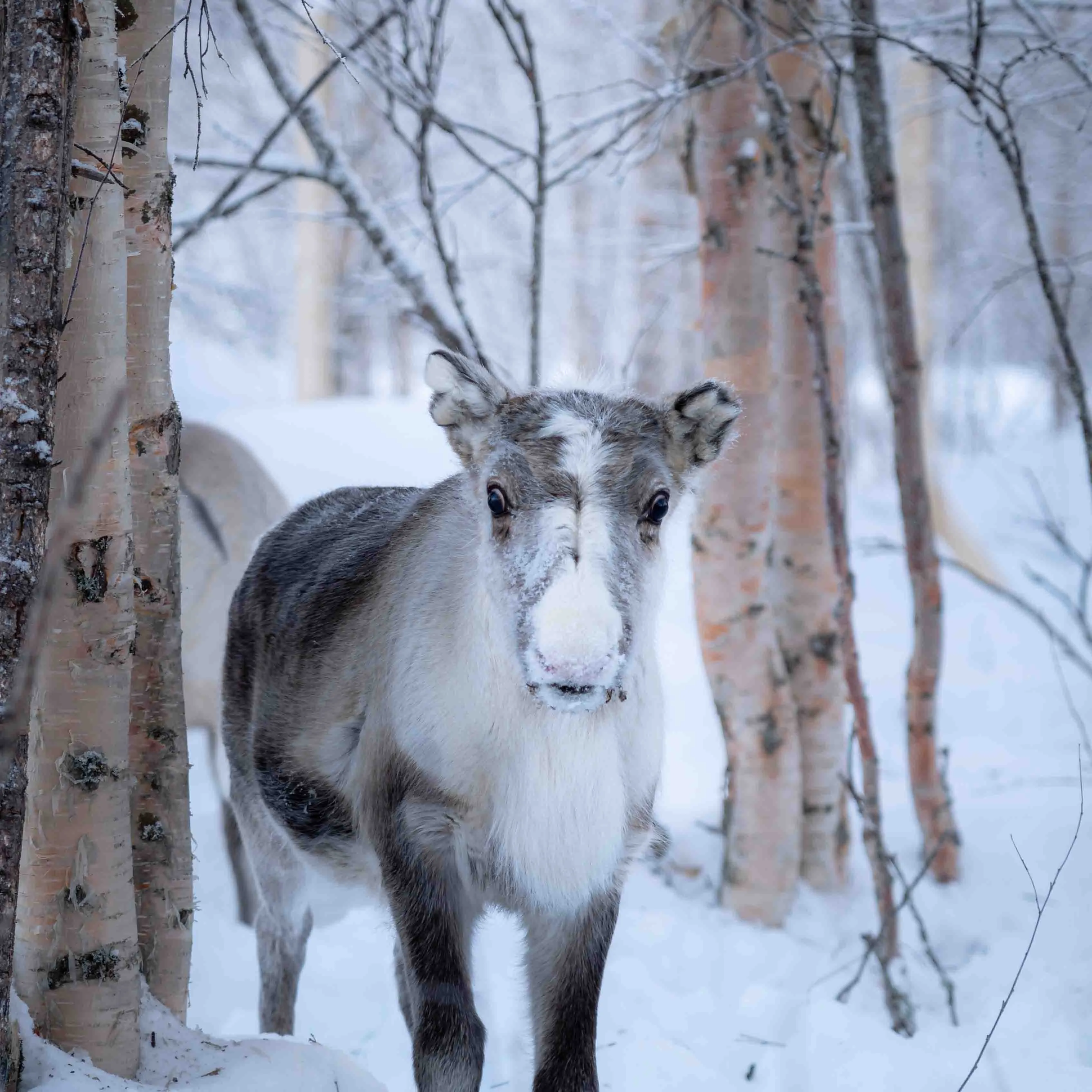 Rovaniemi Beyond the Tourist Trail