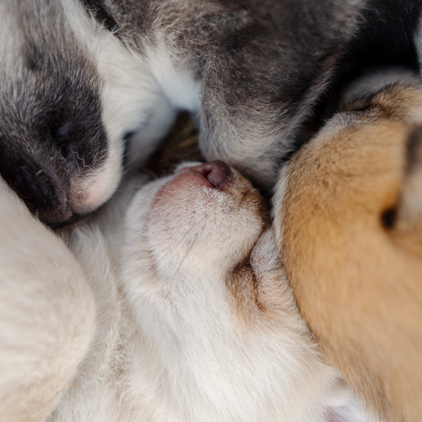 How to Choose the Best Husky Ride in Rovaniemi