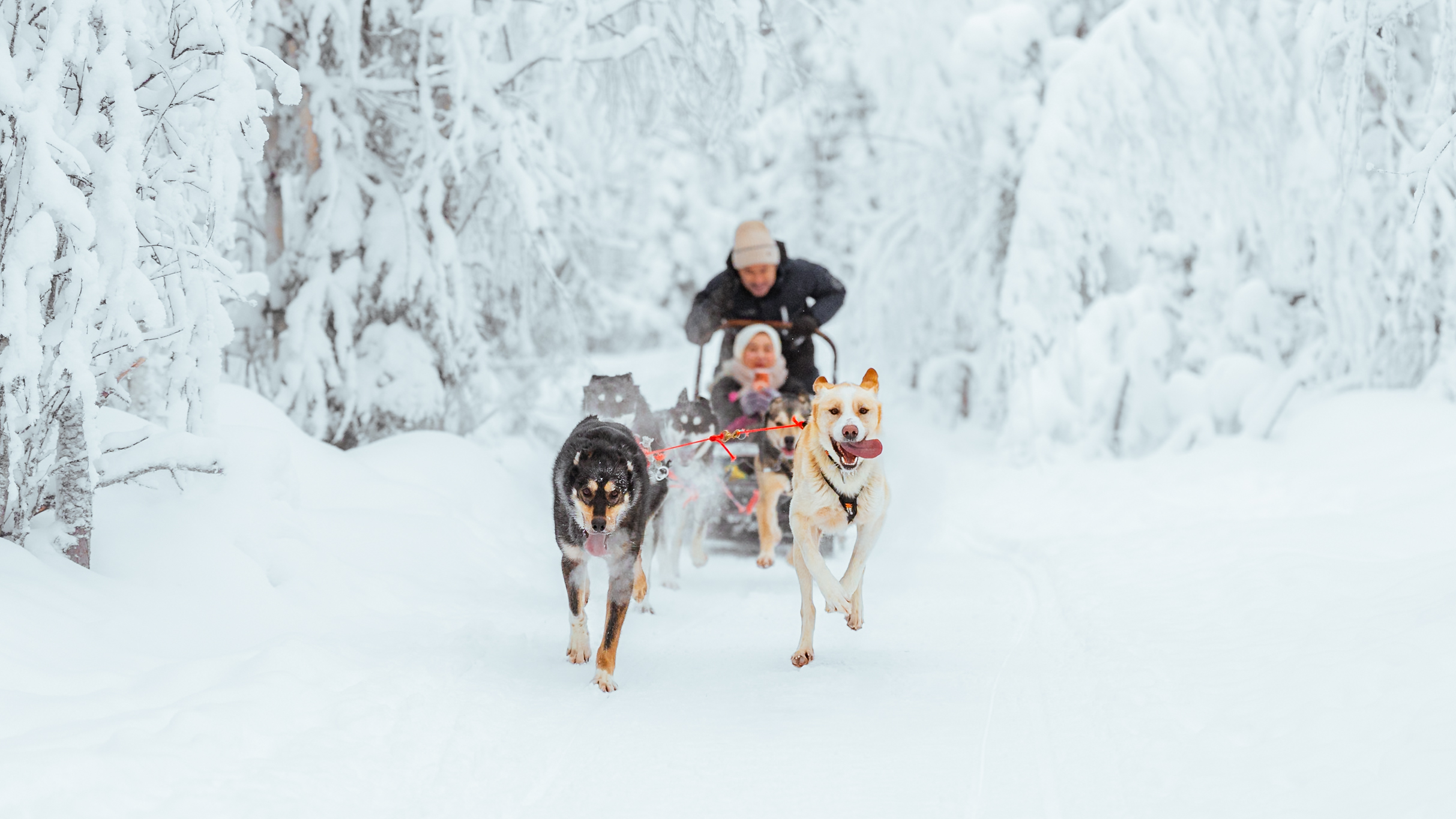 February in Rovaniemi