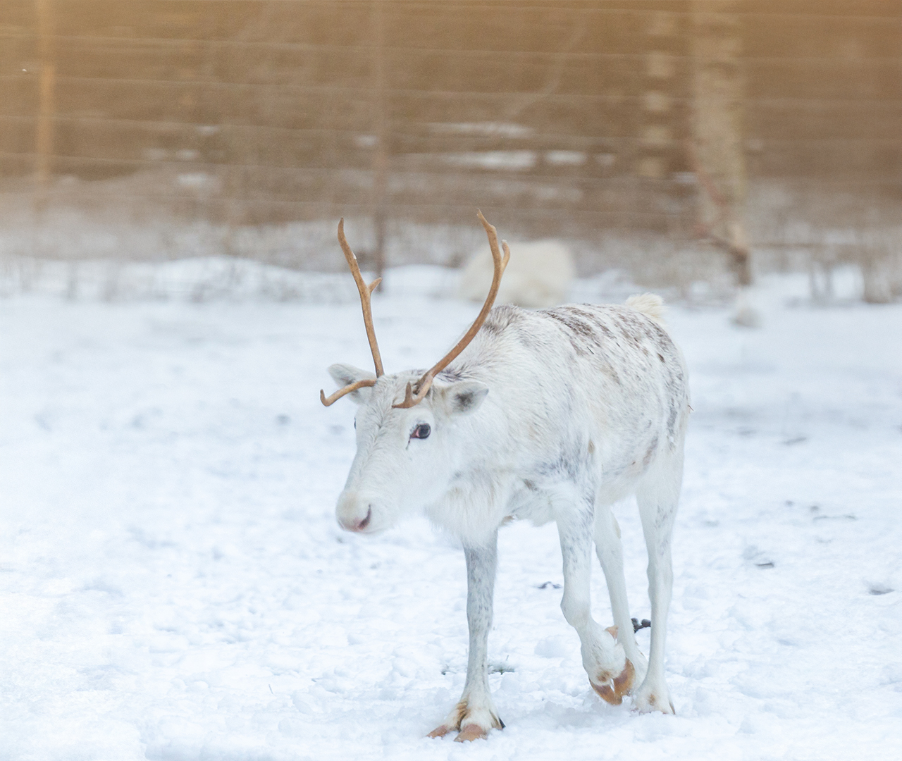 March in Rovaniemi